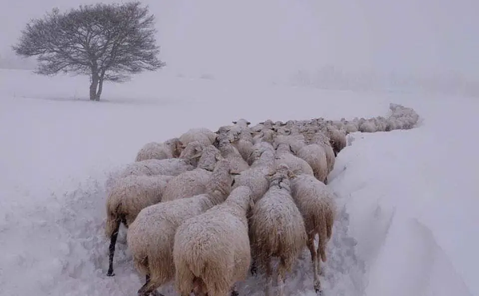 I pastori del Centro Italia chiedono aiuto per recuperare i loro bestiami