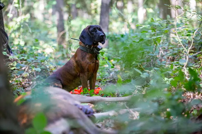 Un cane da caccia (foto Ansa)