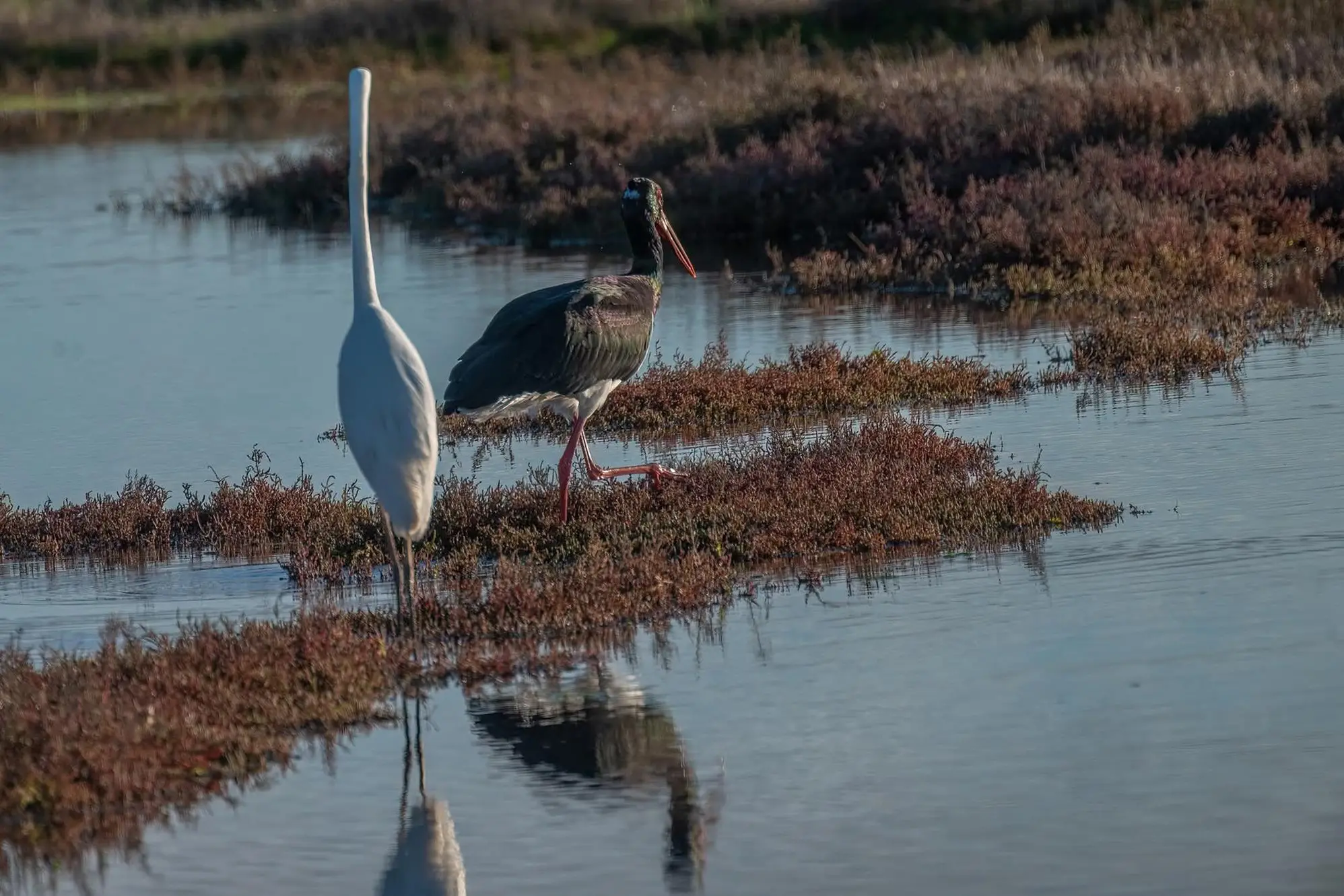 Foto concessa (di Lorenzo Rivella)