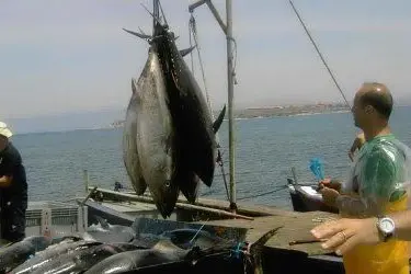 La pesca del tonno in Sardegna