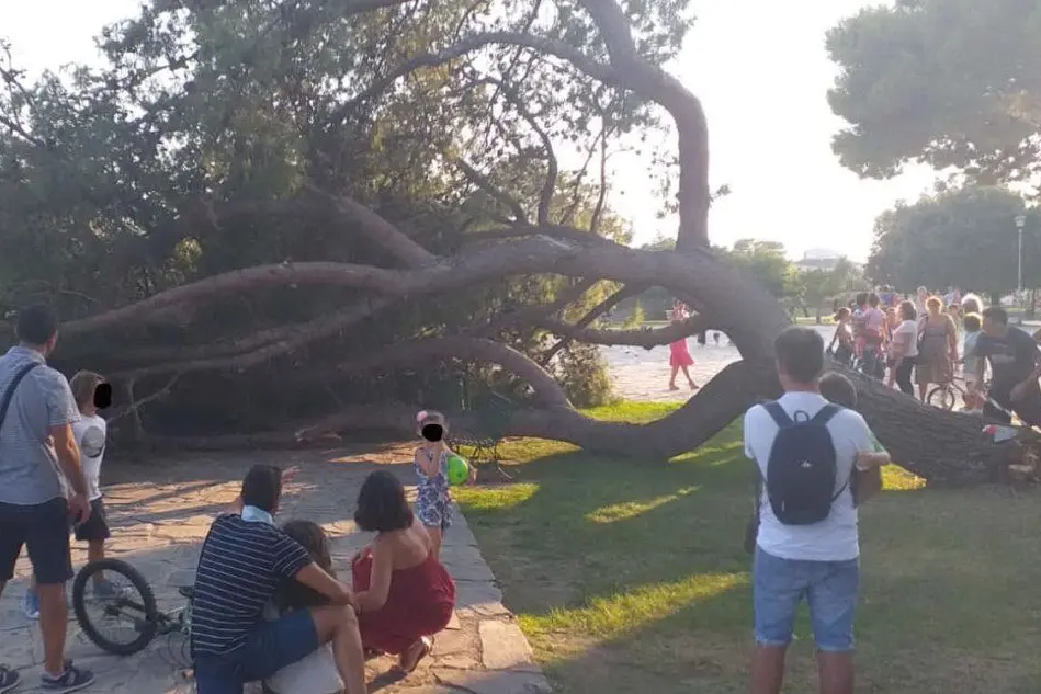 Il pino caduto (foto L'Unione Sarda - Daga)