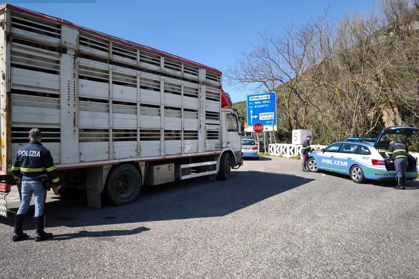 Il camion per il trasporto degli animali vivi