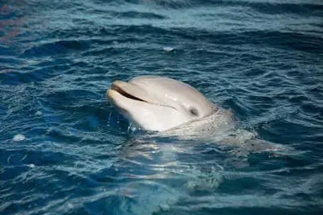 Il delfino Naù (foto Acquario di Genova)