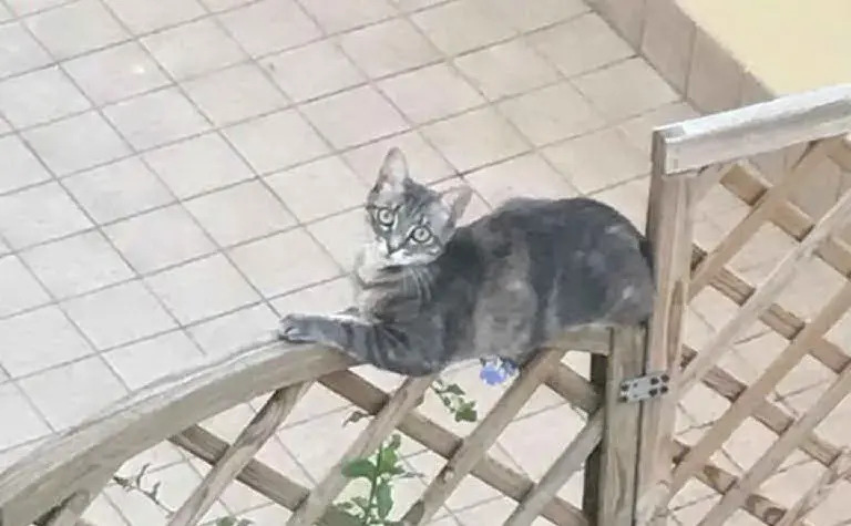 Nina, la foto inviata da Silvia, Cagliari