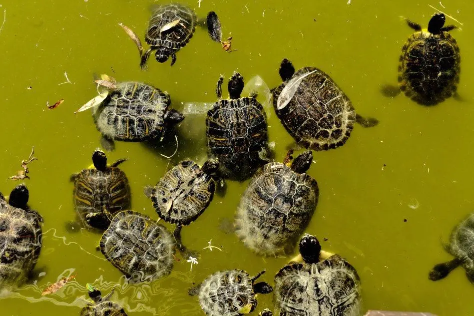 Le tartarughe "americane" (L'Unione Sarda - Piras)