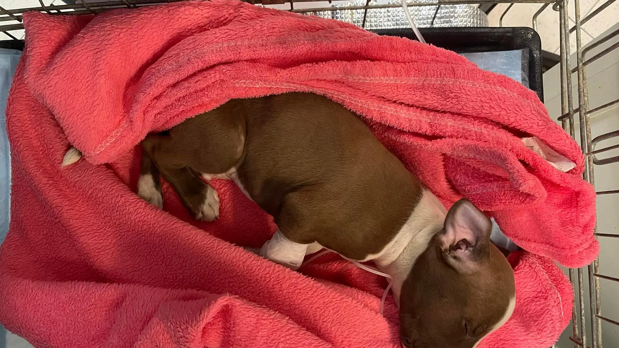 Oristano, cucciolo di pitbull lanciato da un'auto in corsa e ucciso - 2  notizie correlate da leggere in NewsFY