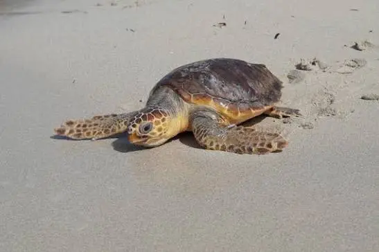 Una Caretta caretta (Ansa)