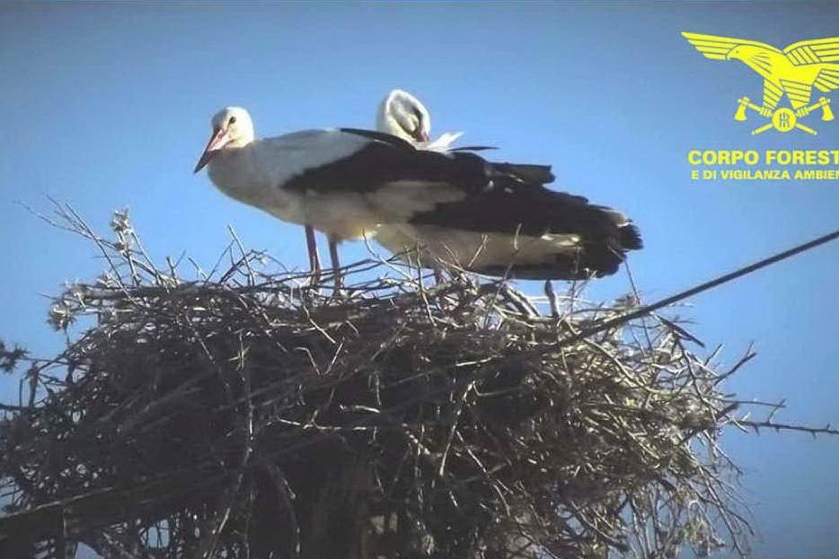Due cicogne impegnate nella nidificazione (Foto Corpo Forestale)