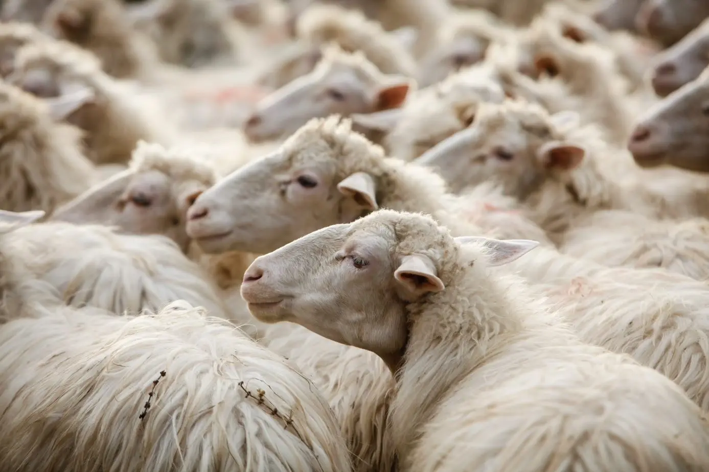 Un gregge di pecore (foto concessa)
