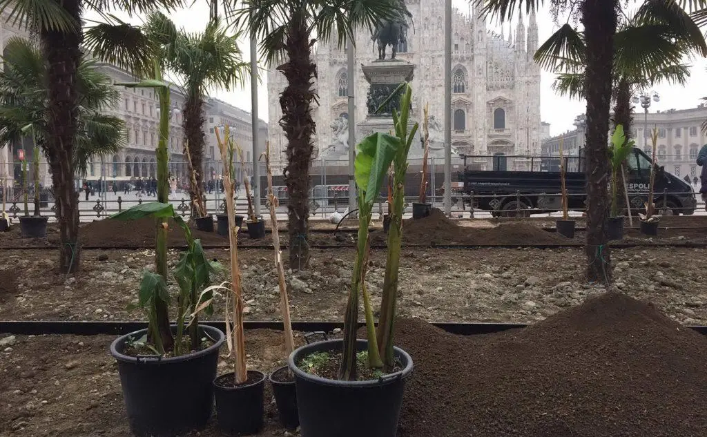 Milano: dopo le palme, in piazza Duomo arrivano i banani