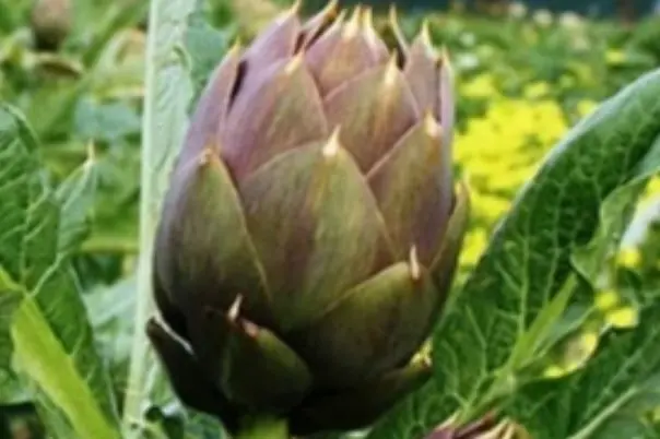 Campo di carciofo a Uri (foto concessa)