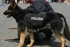 Un cane poliziotto