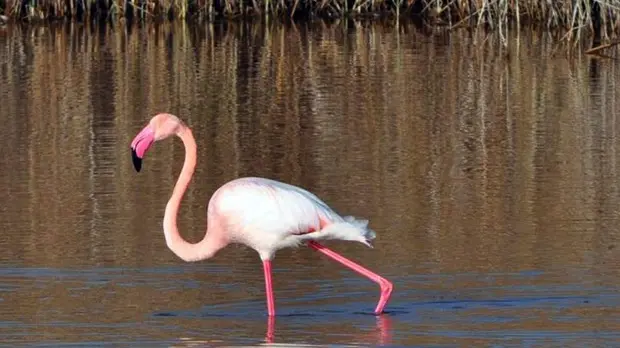 Pink flamingo rescued in Villasor: «It has a broken wing, maybe it won ...
