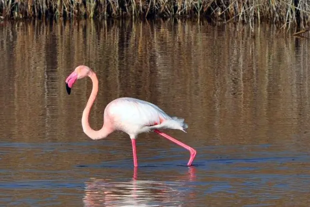 A pink flamingo (Ansa)