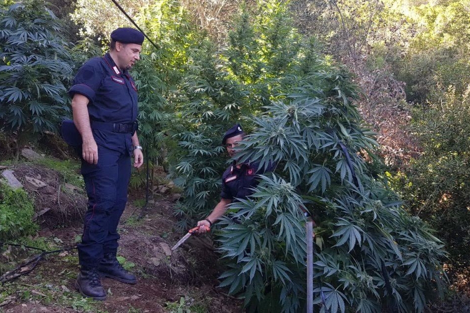 Guspini, 38enne sorpreso nella piantagione di marijuana: arrestato