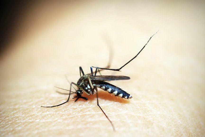 Allerta per l'encefalite equina, il virus mortale trasmesso dalle zanzare