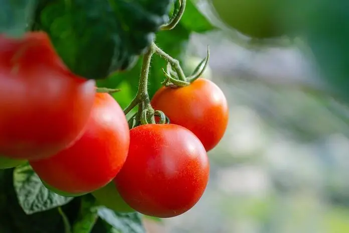 Pomodori (foto Ansa)