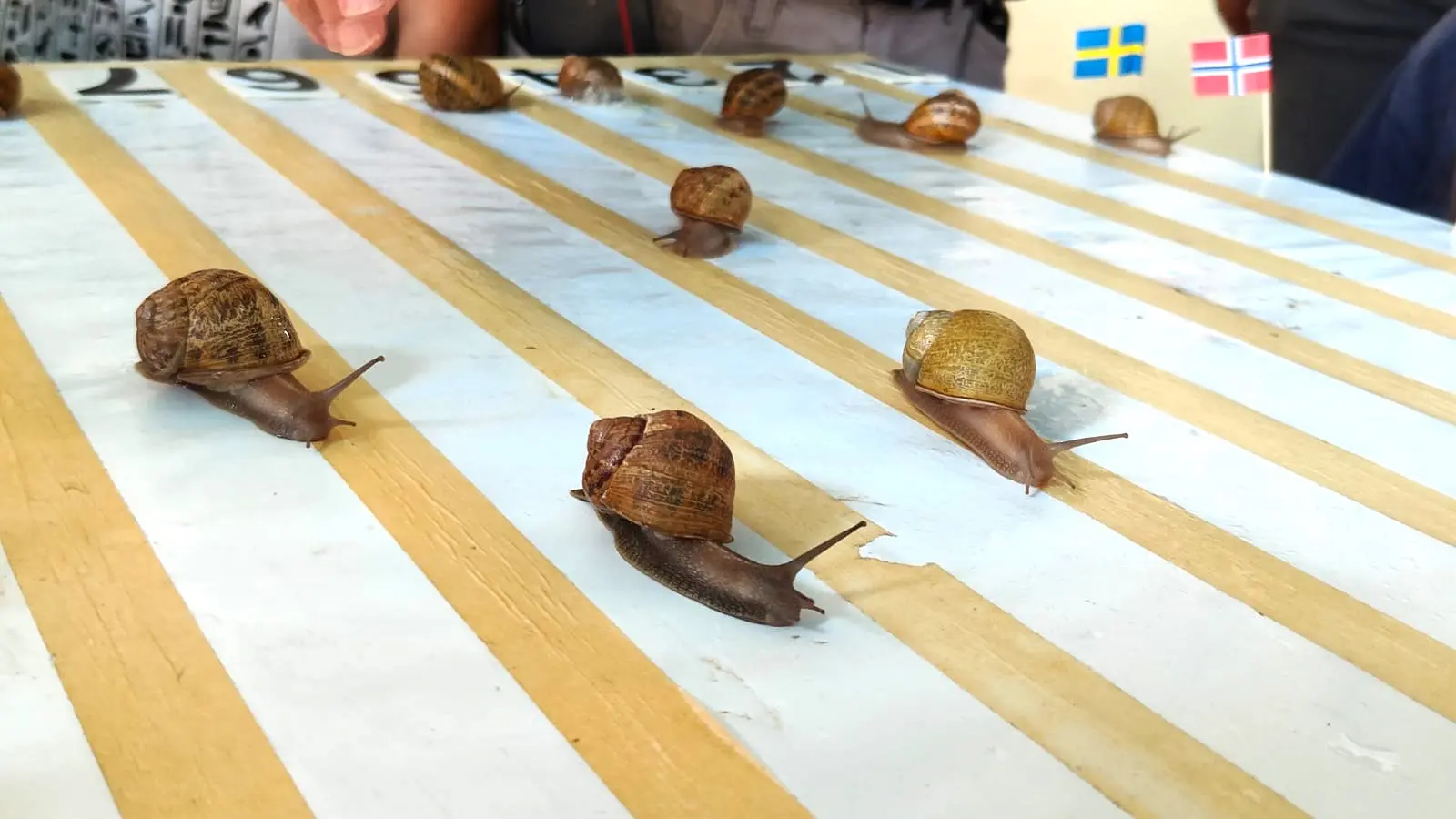 Wie Schnell Ist Die Schnellste Schnecke Der Welt In Gesico das langsamste Rennen der Welt: Die Schnecke „Ignazina