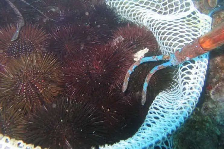 Pesca di ricci di mare (immagine simbolo)