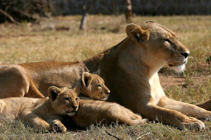 Il Sudafrica vieta di allevare leoni per la caccia