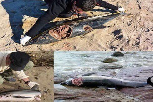 Delfini aggrediti da squali: le immagini che sfatano un falso mito