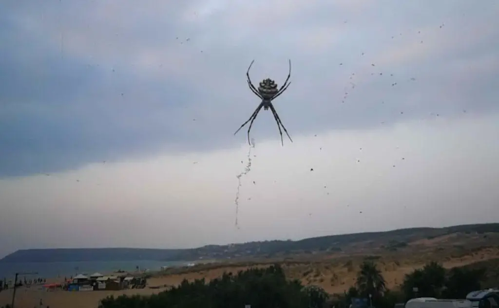 I nostri lettori hanno inviato alla redazione le foto dei ragni scattate in varie zone della Sardegna. Questa è di Giuliana, da Torre dei Corsari (14/07/2018)