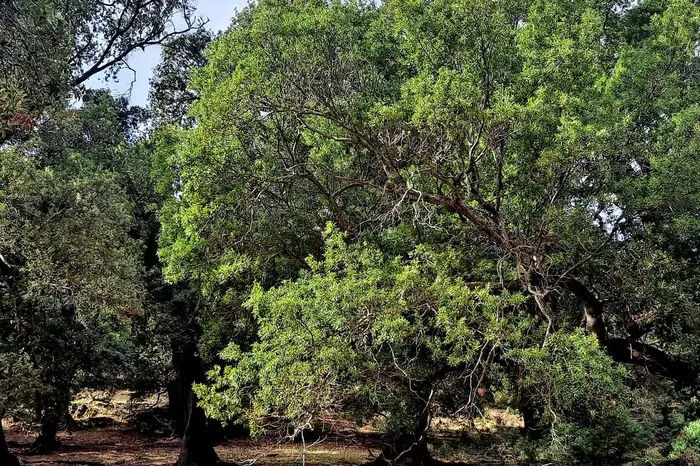 Sinnai, Foresta di Tuviois (foto Serreli)