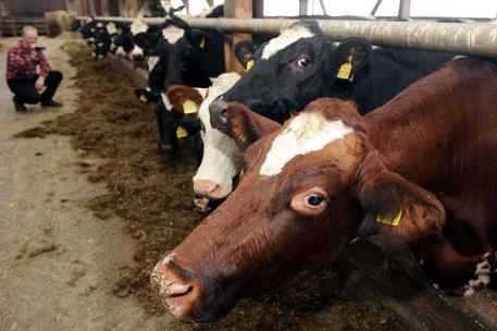 Riproduttori bovini, in arrivo due milioni di euro per gli allevatori sardi