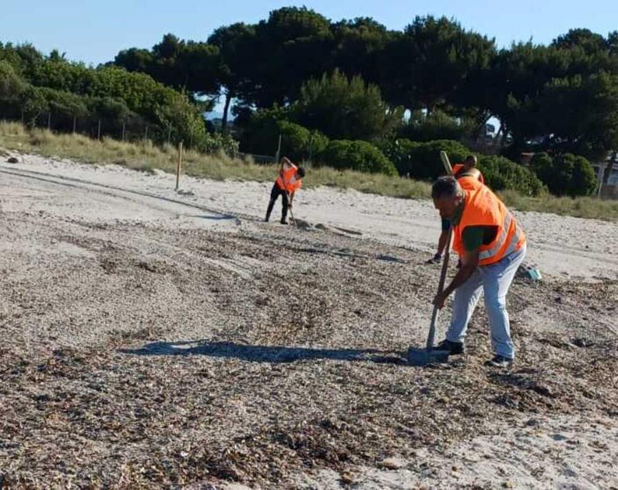 «Poca sabbia, la posidonia non si tocca»