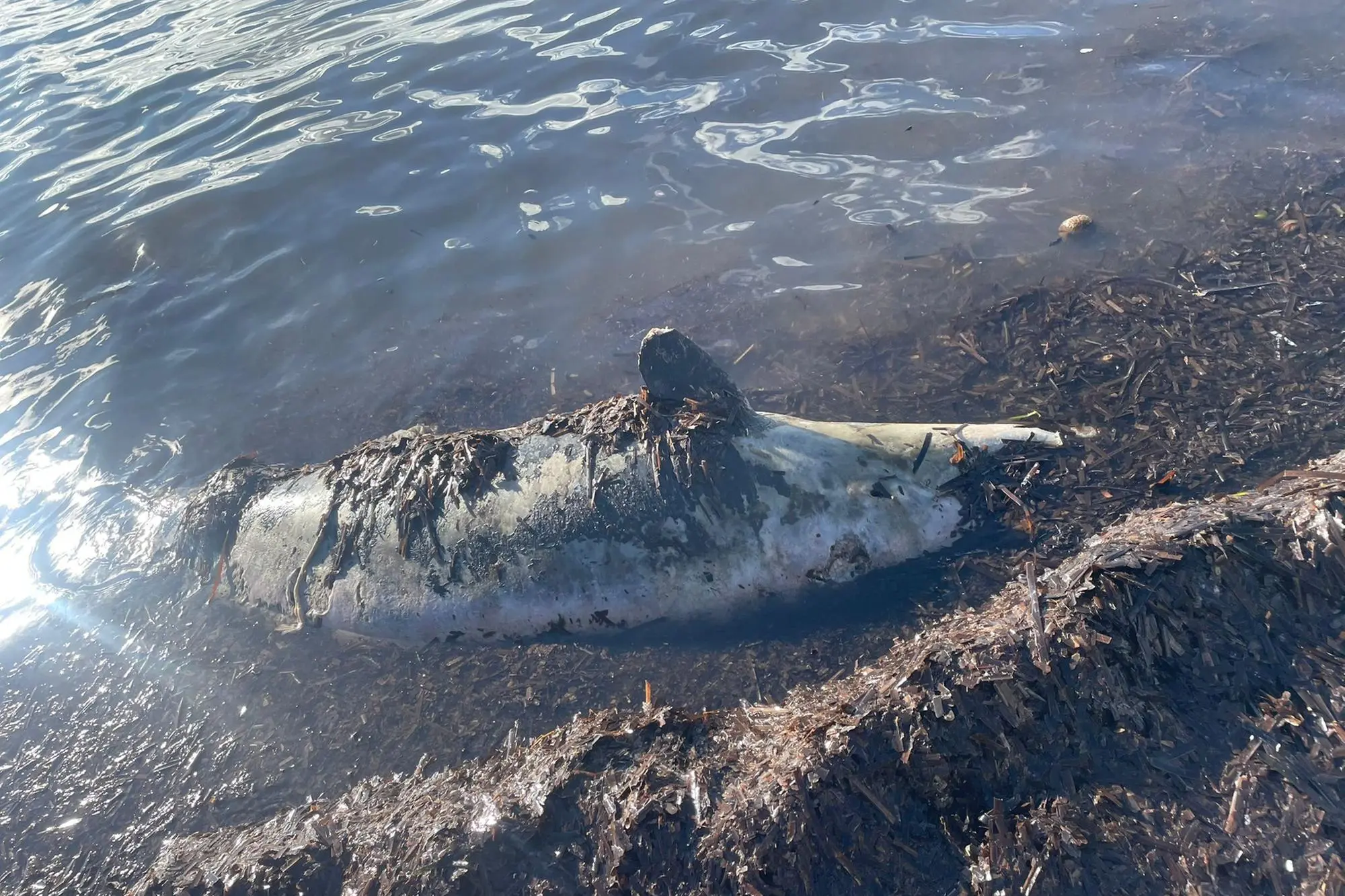 La carcassa del delfino a Is Solinas (Foto Murru)
