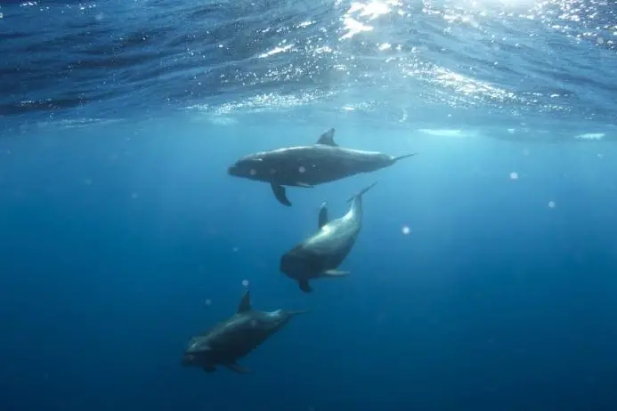 Delfini nel Santuario dei cetacei (foto concessa)