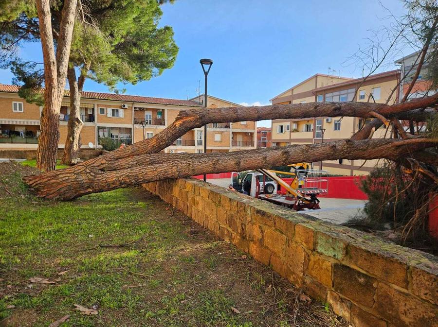 Crolla un albero: paura in piazza