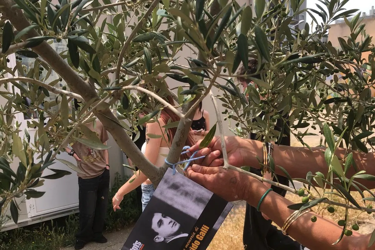 L'ulivo dedicato a Guido Galli
