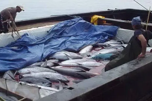 Pesca del tonno