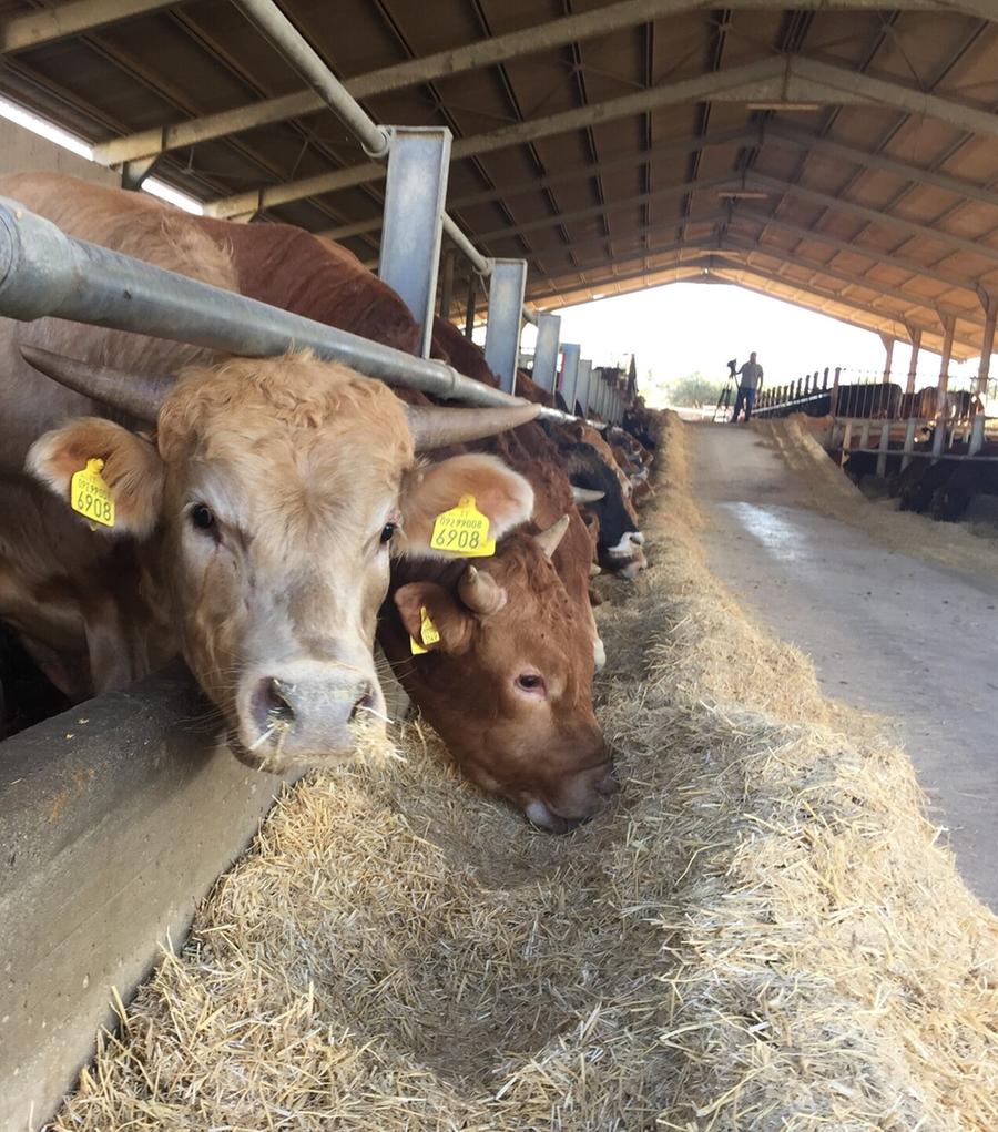 La dermatite bovina spaventa un comparto da 8.600 aziende