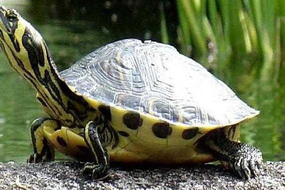 In Sardegna migliaia di tartarughe predatrici aliene: &quot;Fanno strage di pesci e uccelli&quot;