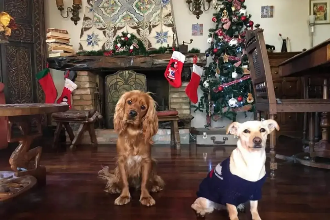 Tanti auguri di buon Natale da Bella e Ramon