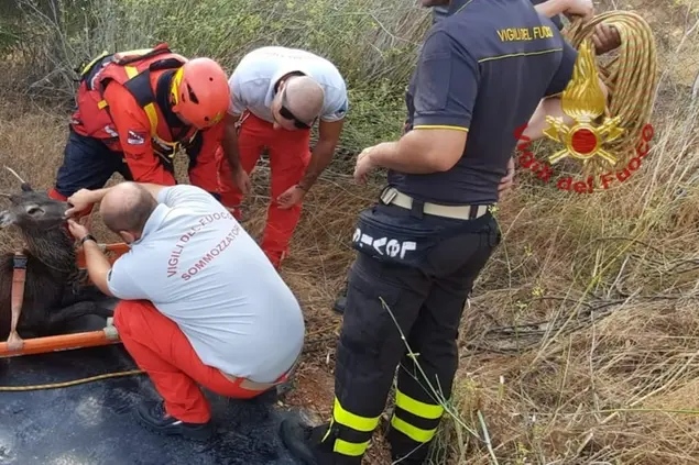 Il salvataggio del cervo (foto Vigili del fuoco)