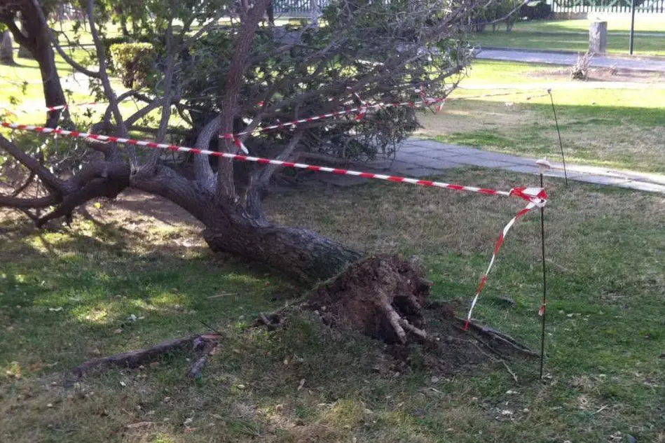 L'albero caduto al parco Europa