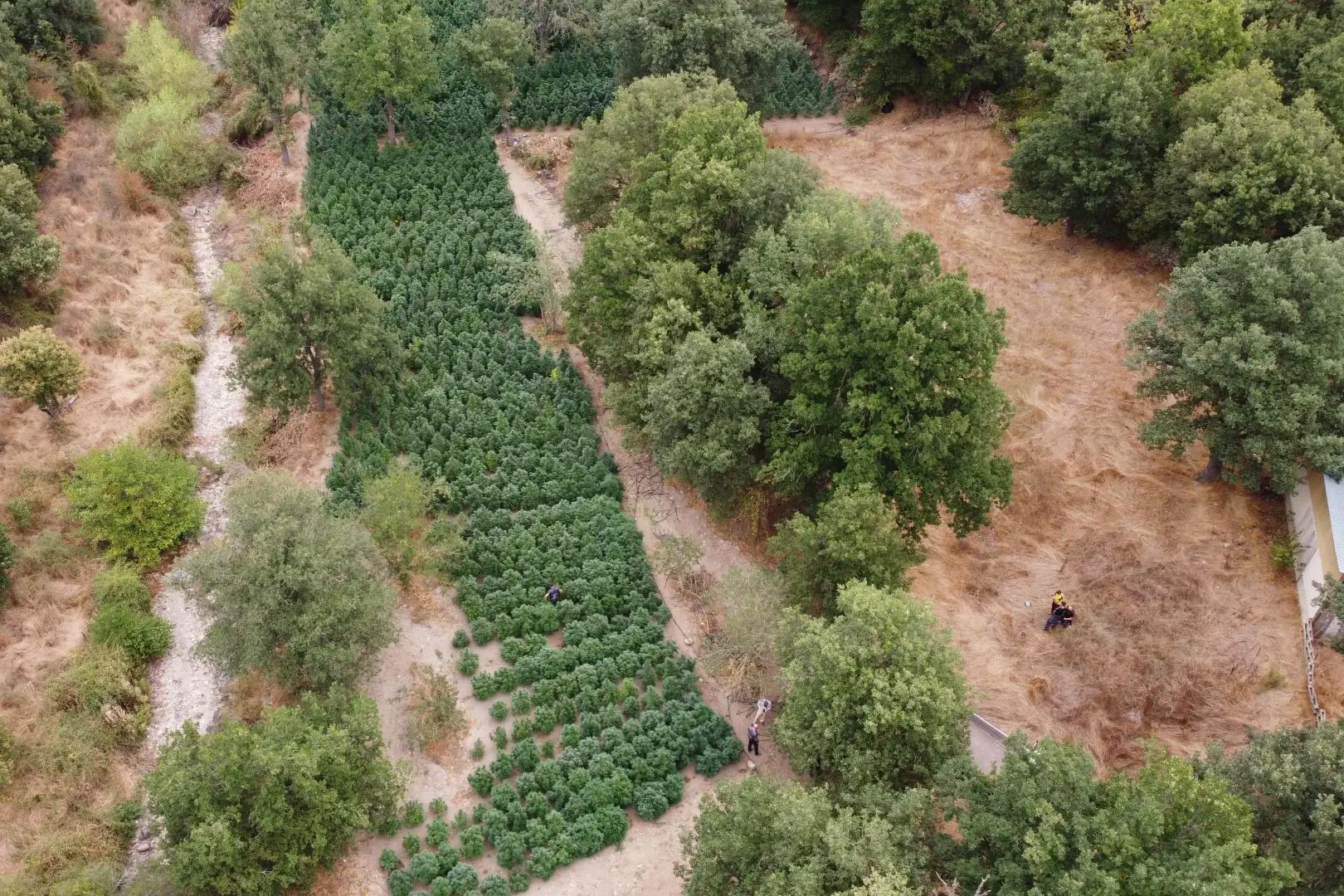 La piantagione di cannabis scoperta a Fonni