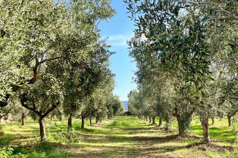 Uliveto a Cuglieri (foto Pintus)