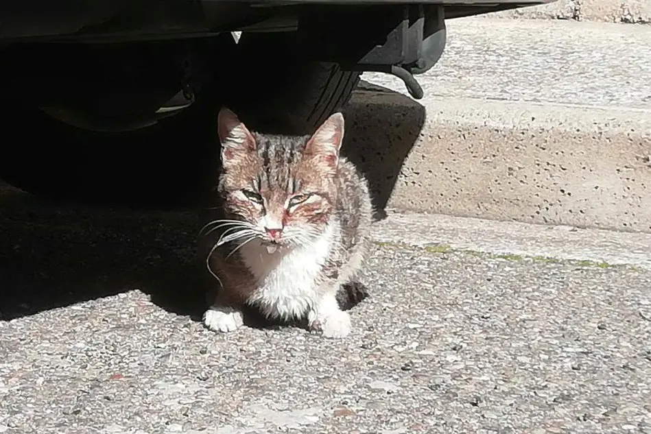 Uno dei gattini sofferenti sotto un'auto (Cazzaniga)