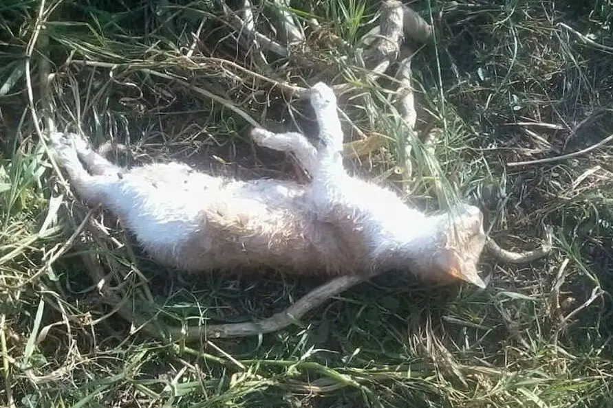 Uno dei sette gatti uccisi