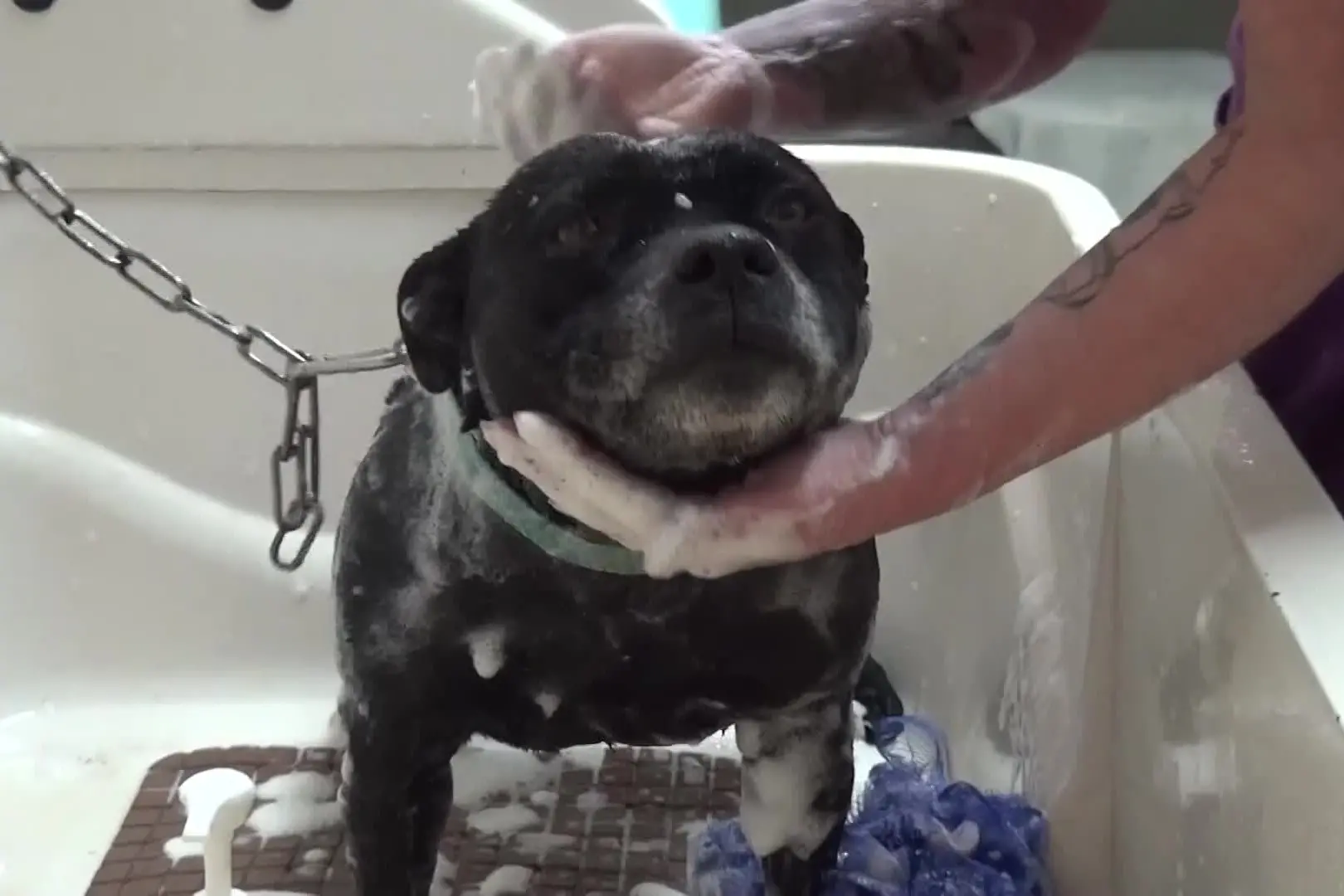 Pet Economy, 800 imprese nell'Isola. Confartigianato: «Settore in crescita»