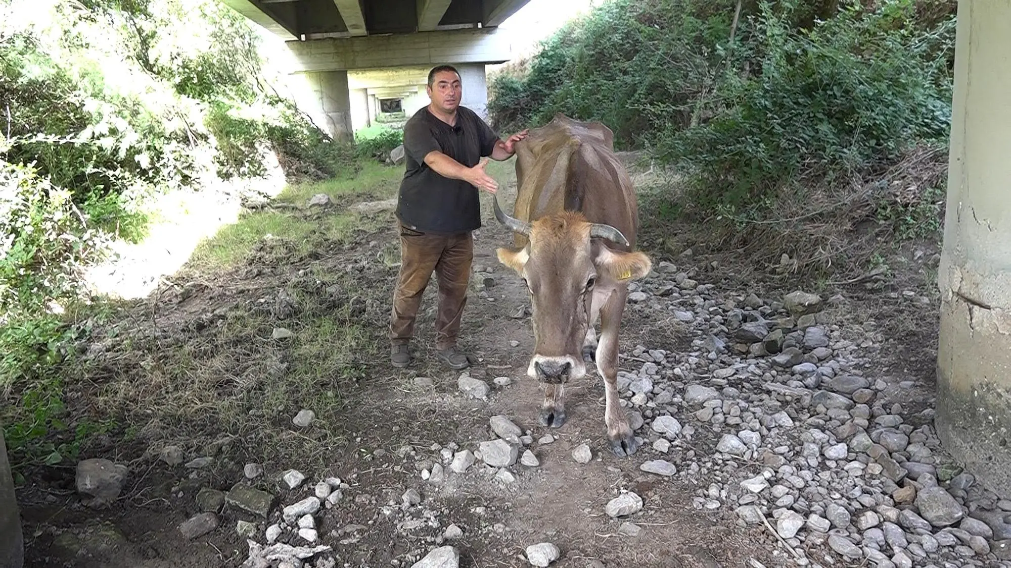 Francesco Zoroddu, di Orotelli mentre cerca di aiutare una delle sua vacche paralizzata dagli effetti della dermatite bovina