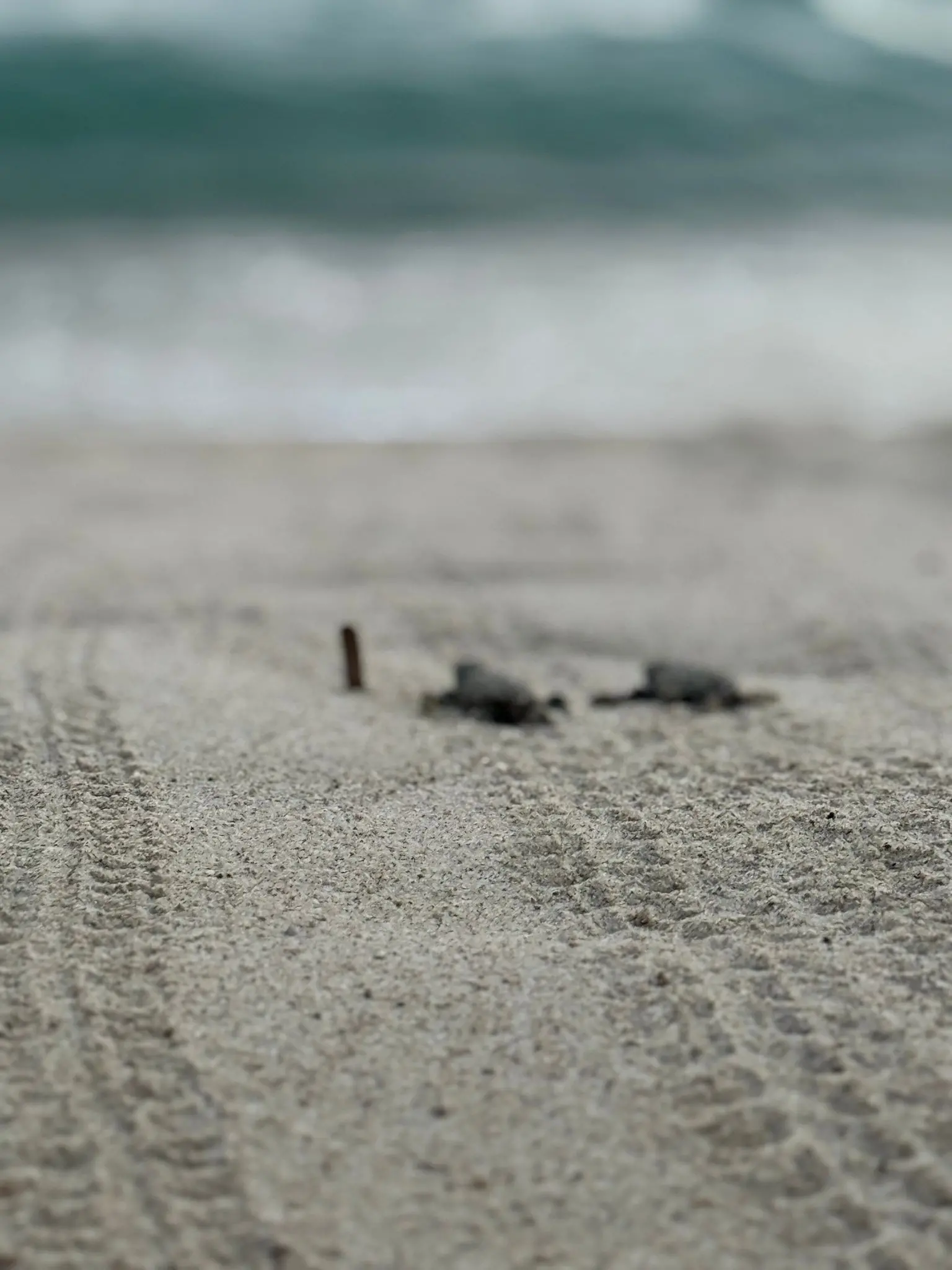 Caretta caretta verso il mare a Solanas