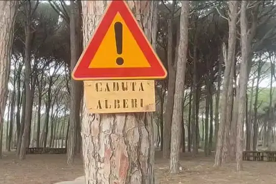 Caprera, la pineta (foto Ronchi)