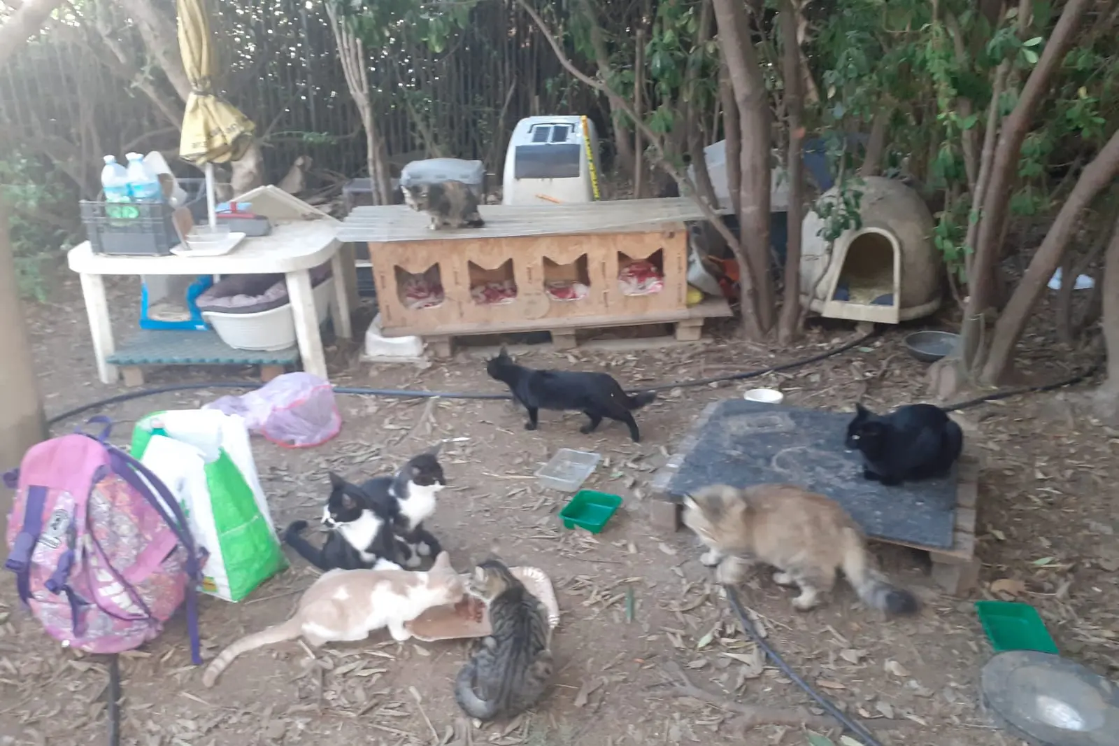 Una colonia felina a Pirri