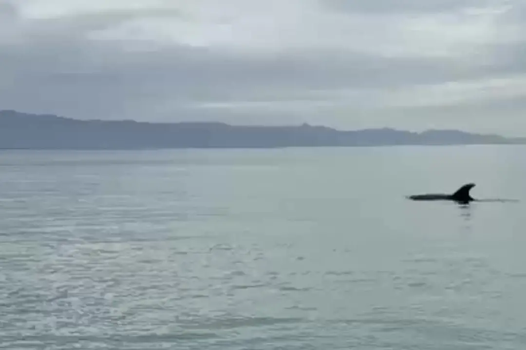 Gennaio si tinge di magia: tre delfini liberi e curiosi nelle acque del Poetto