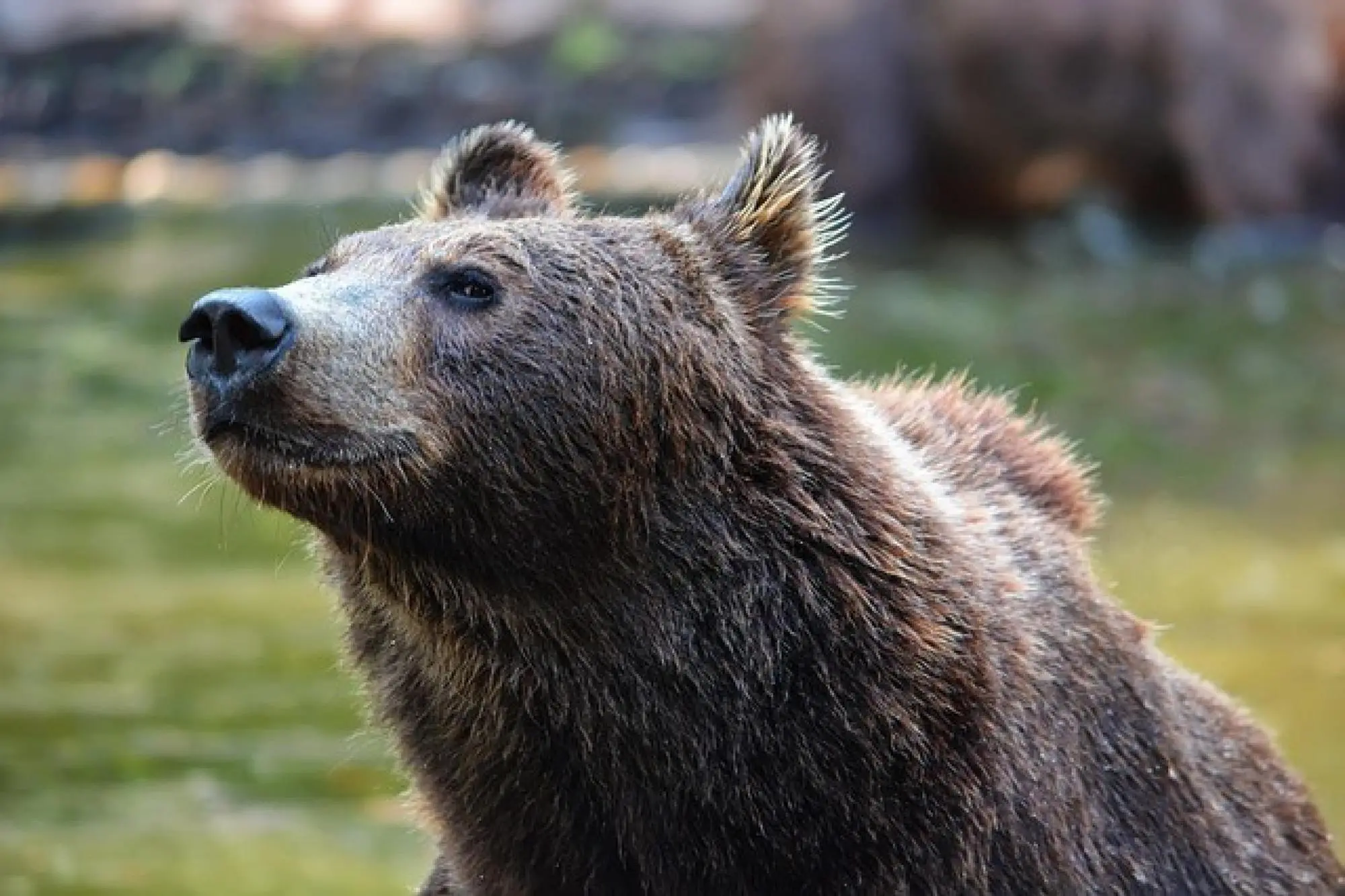 Orso (foto Ansa)